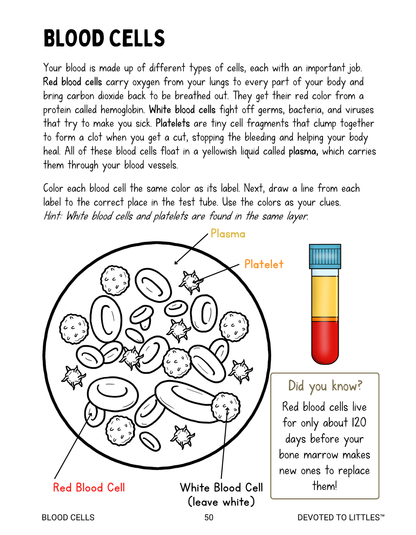 Systems of the Human Body Activity Book