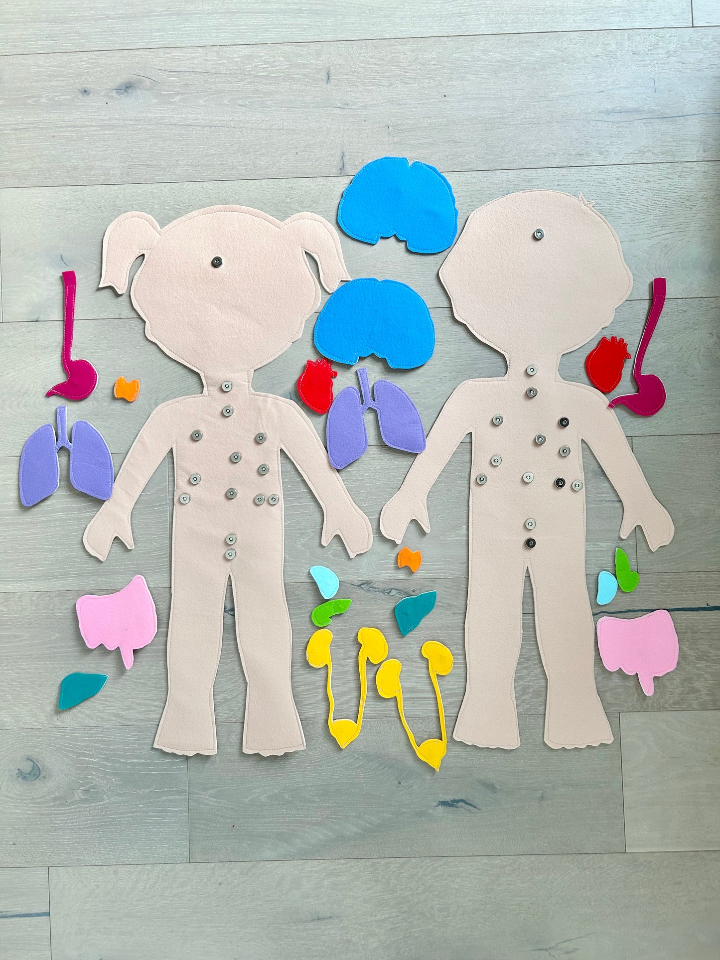 Large Human Body & Organs Pattern Set — Boy and Girl