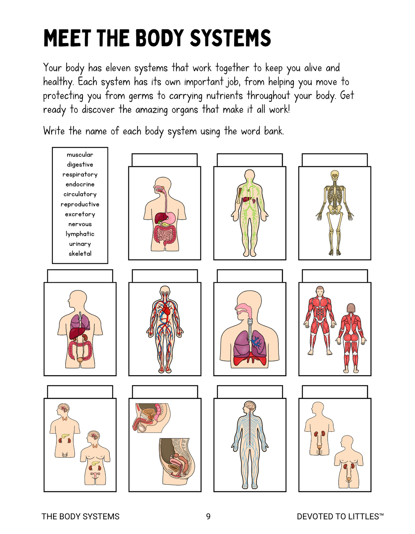 Systems of the Human Body Activity Book