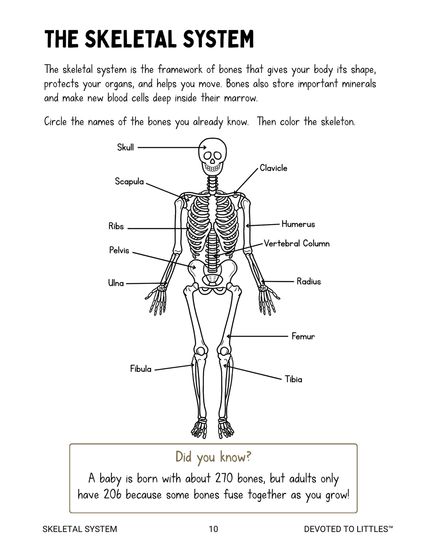 Systems of the Human Body Activity Book