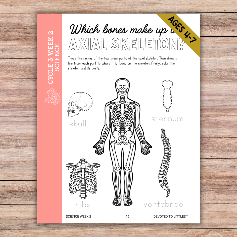 Cycle 3 Memory Work Activity Book