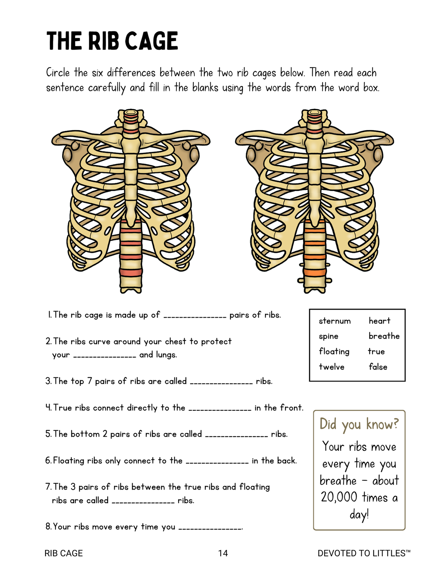 Systems of the Human Body Activity Book