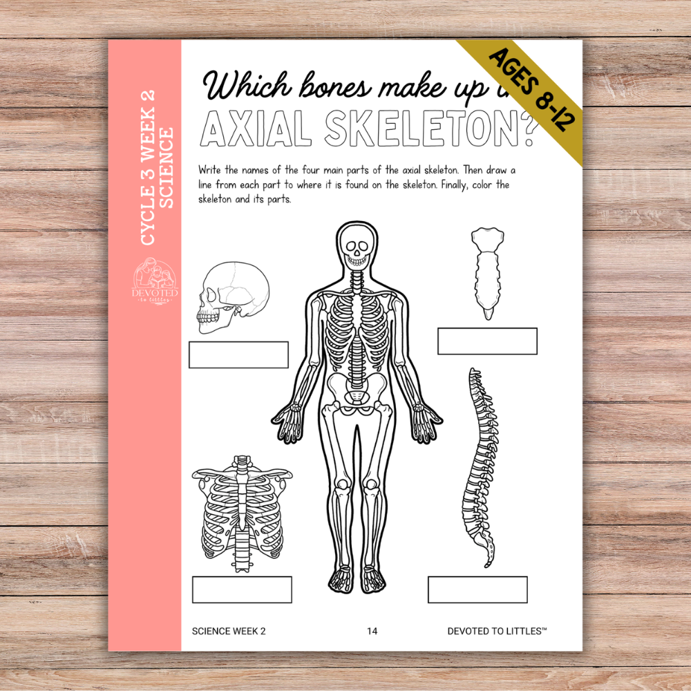 Cycle 3 Memory Work Activity Book