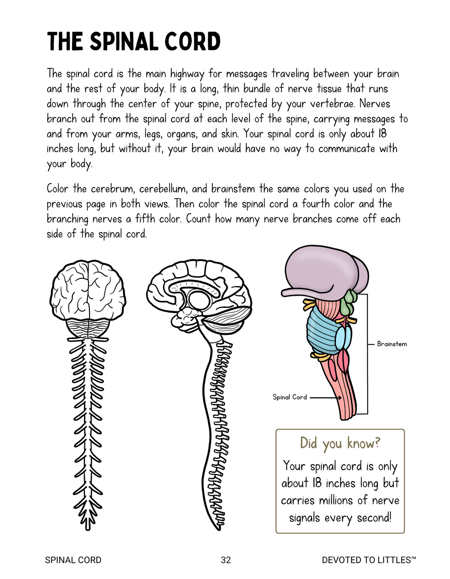 Systems of the Human Body Activity Book