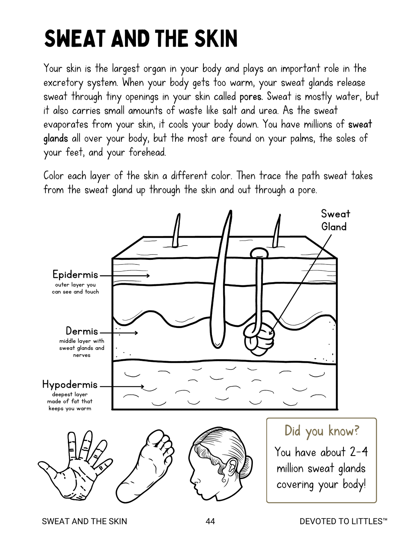 Systems of the Human Body Activity Book