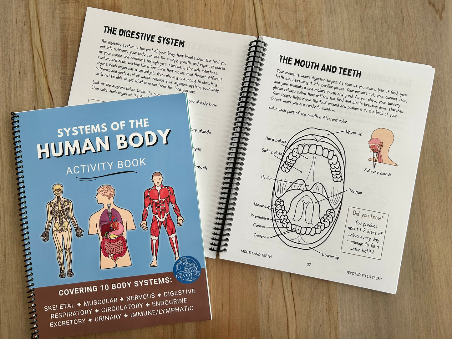Systems of the Human Body Activity Book