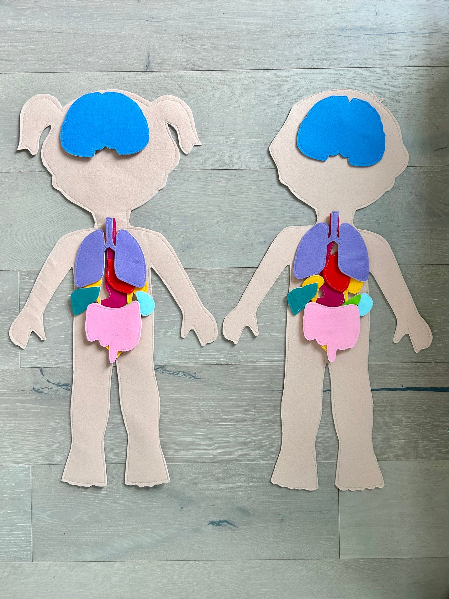 Large Human Body & Organs Pattern Set — Boy and Girl