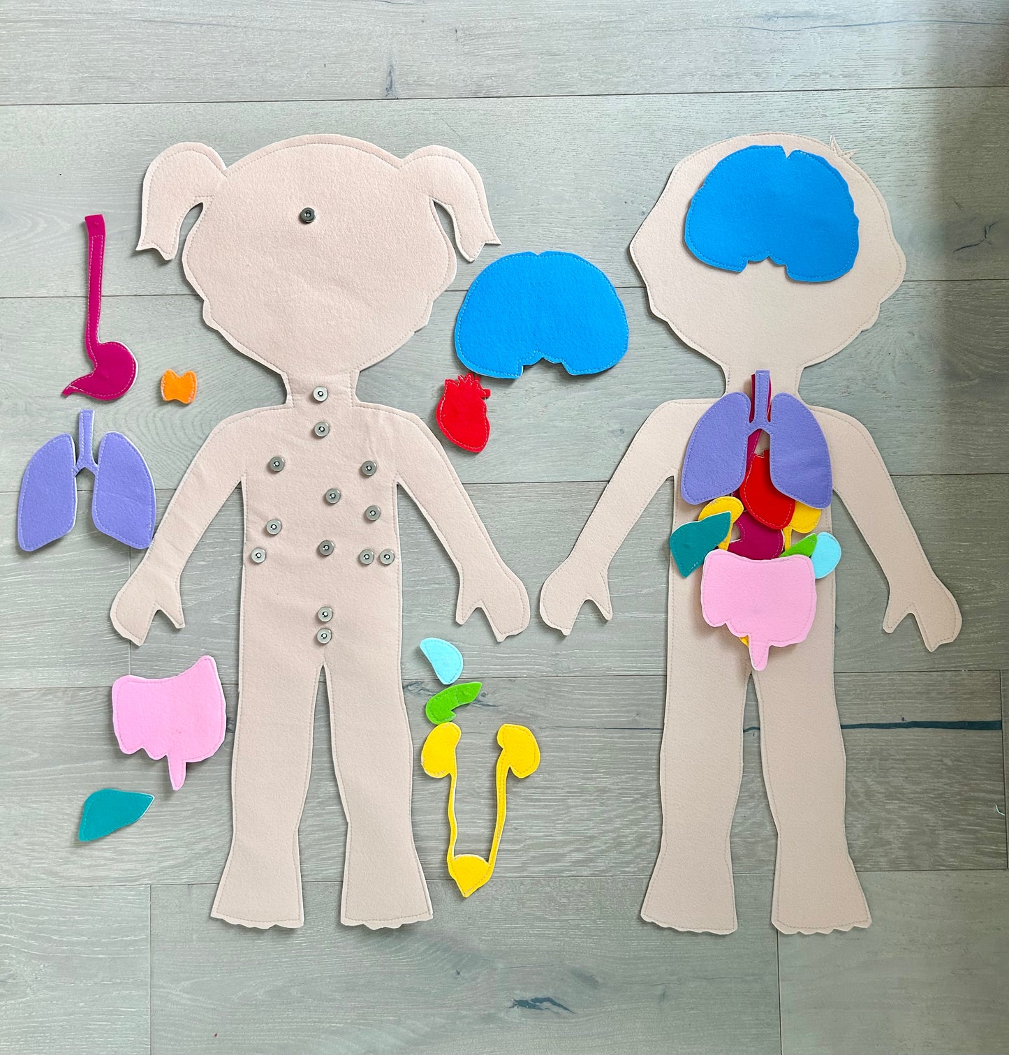 Large Human Body & Organs Pattern Set — Boy and Girl