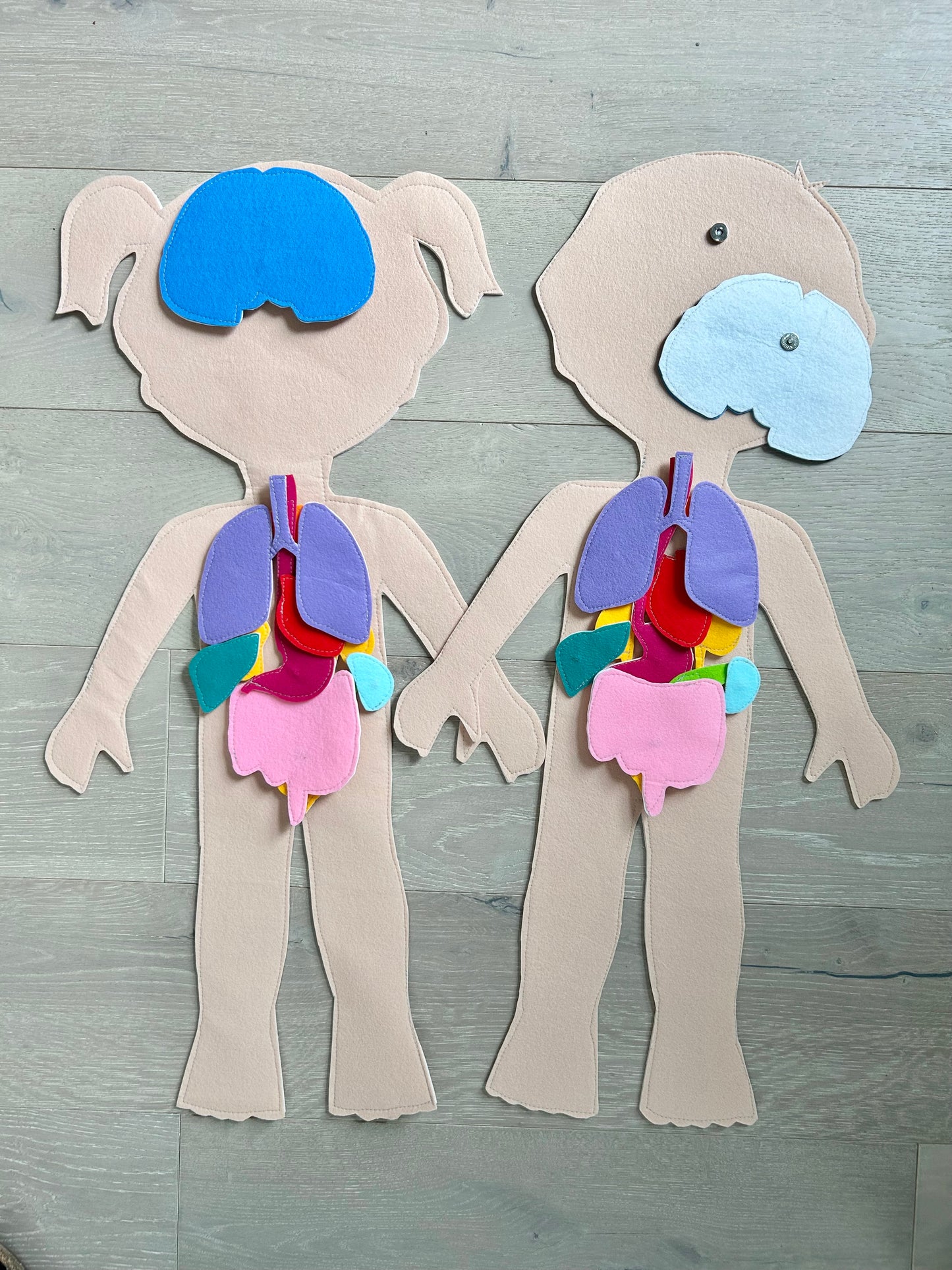 Large Human Body & Organs Pattern Set — Boy and Girl
