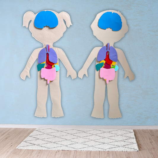 Large Human Body & Organs Pattern Set — Boy and Girl